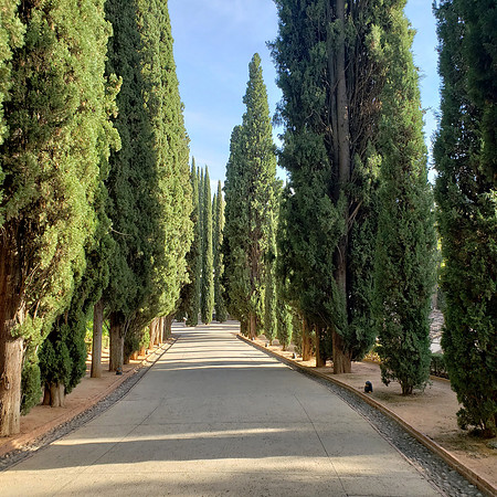 Tree lined path at the Alhambra, Granada